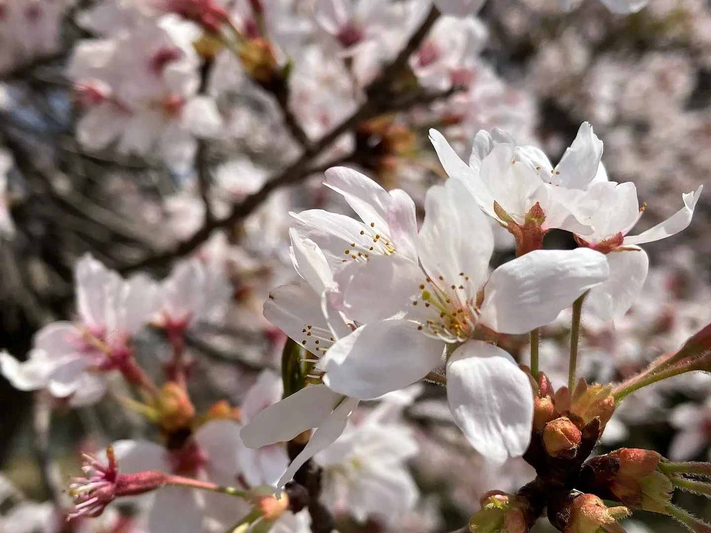 高崎の桜🌸